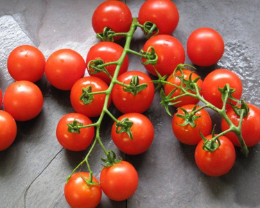 Mountain Magic Hybrid Tomato Seeds
